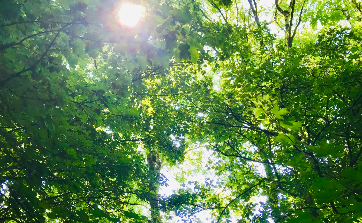 トランスフォーメーション