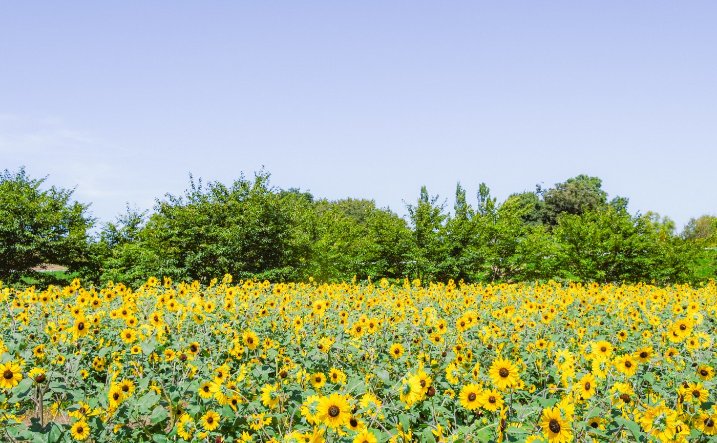 【開催レポ】ふなばしアンデルセン公園で、夏撮影🌻