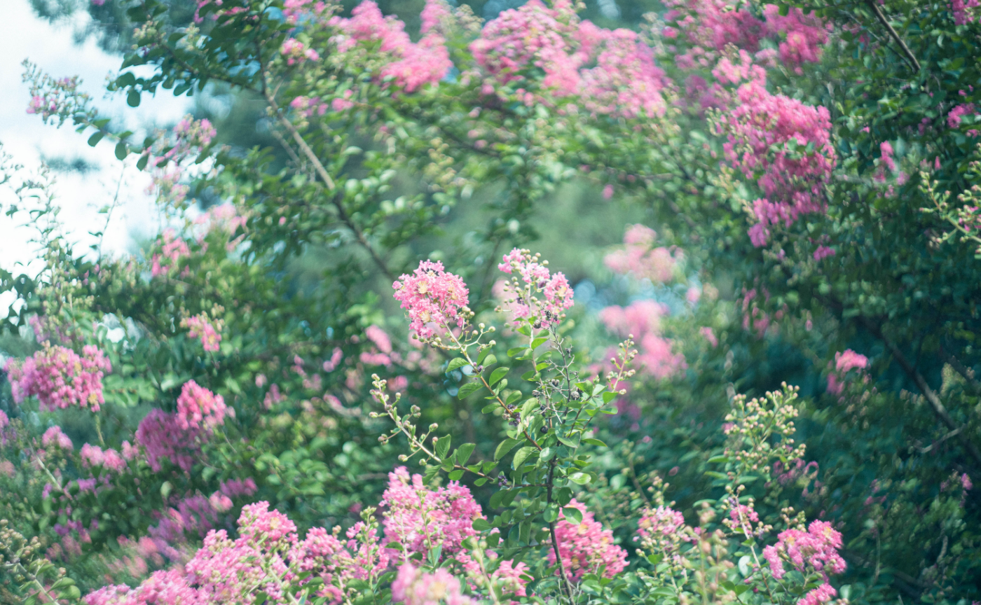 タウンレポート / 2023年8月1日