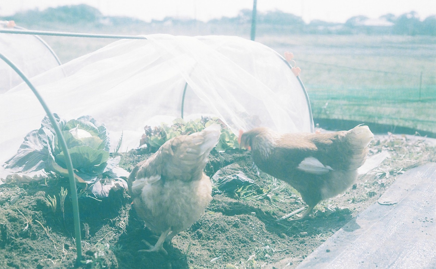 アウトドア好き集まれ〜！ 畑体験＆グランピングで青空BBQ
