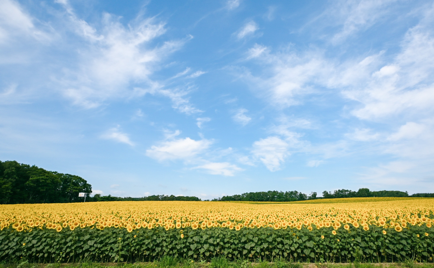 【日本最大級！200万本のひまわり畑】北竜町ひまわりの里