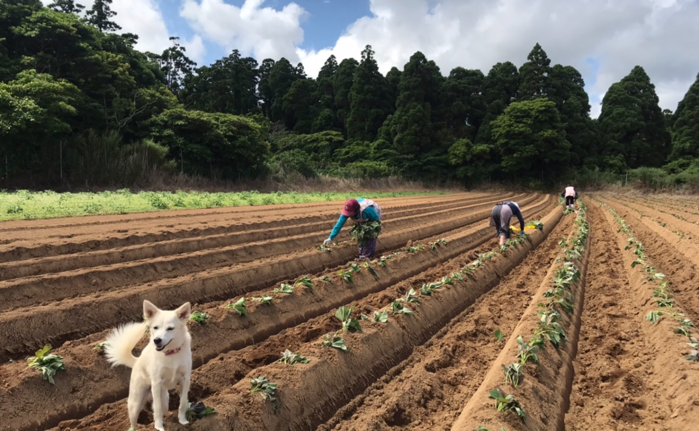 お料理好きさん、大募集!種子島の安納芋を味わってみない?コラボ撮影会