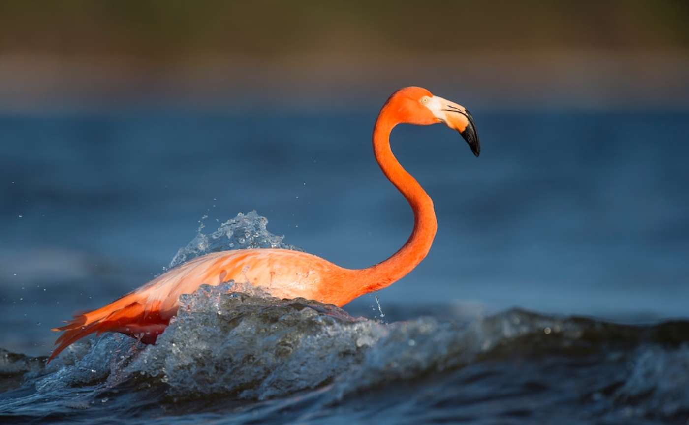 おうち英語のススメ。スカパー！セレクト５のおすすめはこれ！