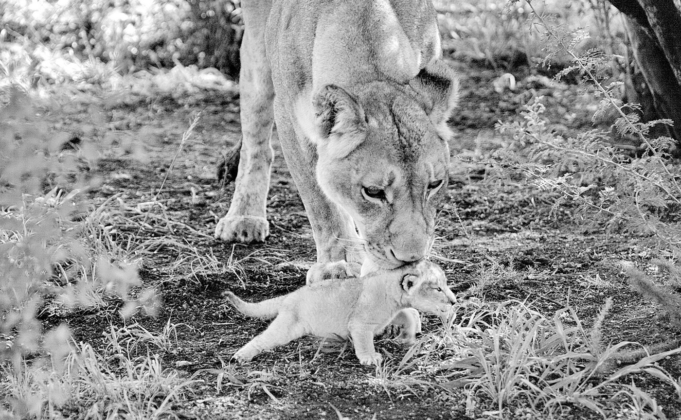母性と毒親の狭間「愛情ホルモン・オキシトシン」の取扱