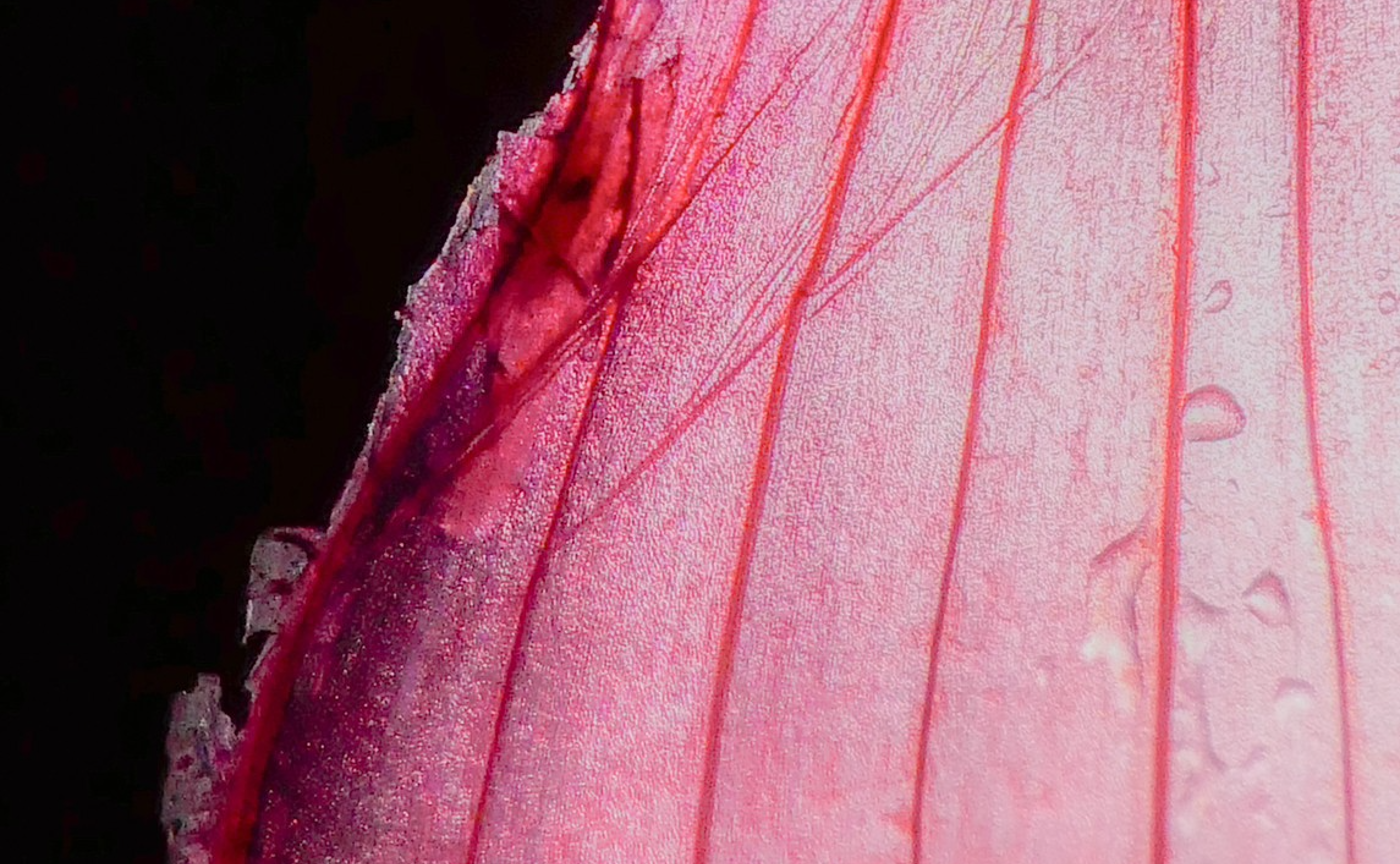 マクロって何？🔍 撮影のコツを知って、映え写真を撮ろう！📸