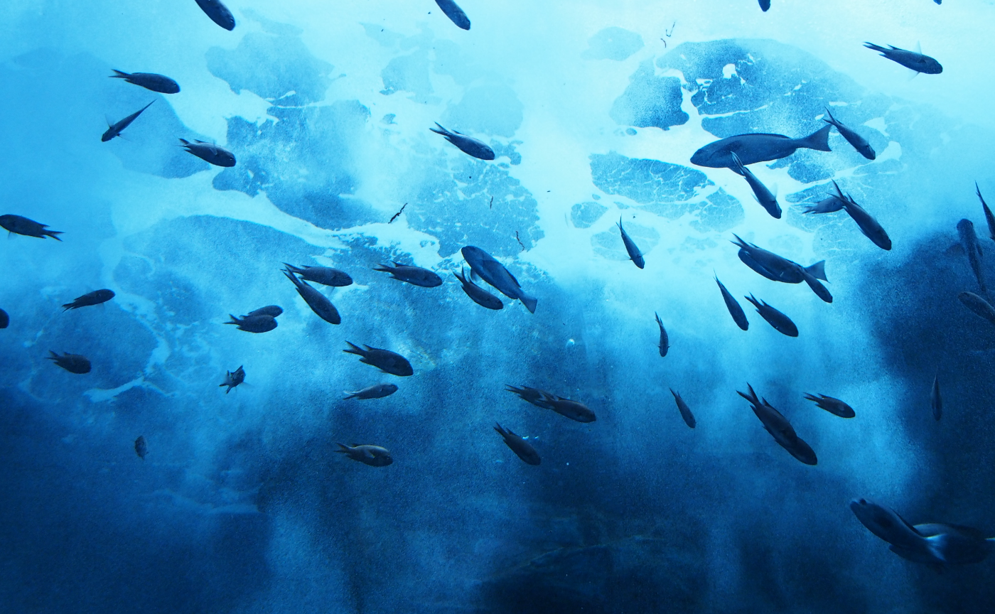 【岡山集合】なんと入館無料！四国水族館＆父毋ヶ浜フォトウォーク