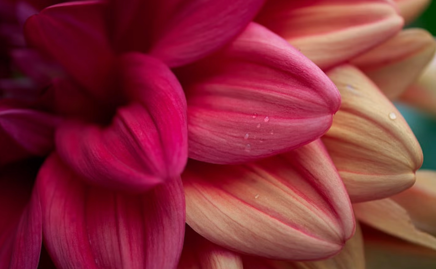 絶対に大丈夫！という心を育むMy organic labo part3 レジリエンスの力