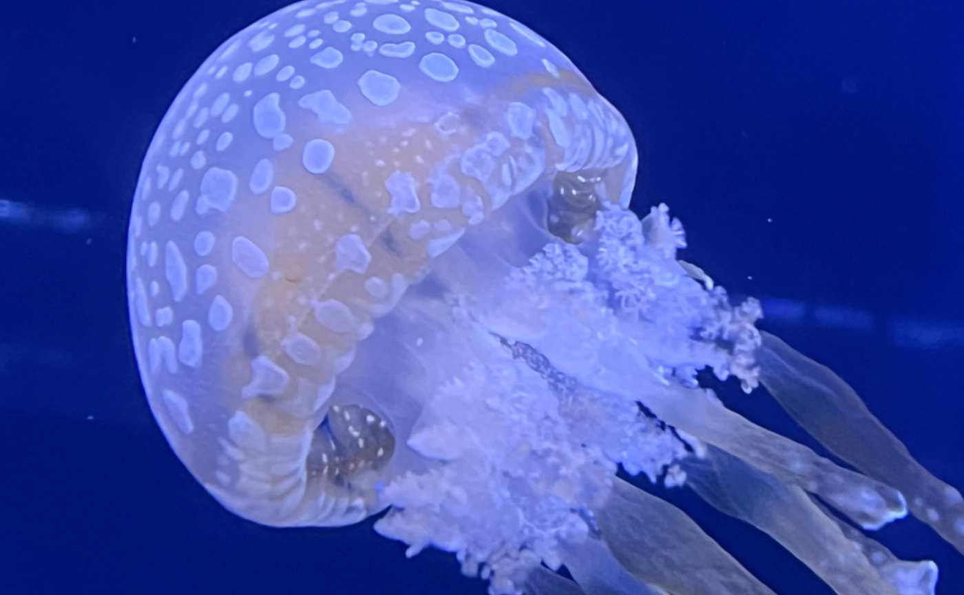 【読書企画】上田薫 人間の生きている授業②