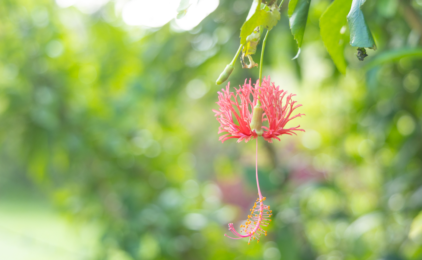 もう一度行きたい奄美大島の魅力