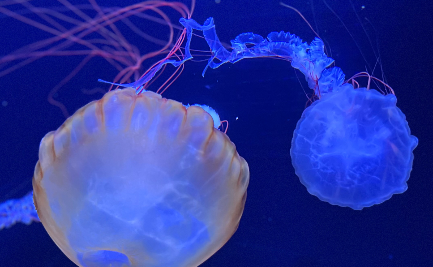 【読書企画】上田薫 人間の生きている授業⑤