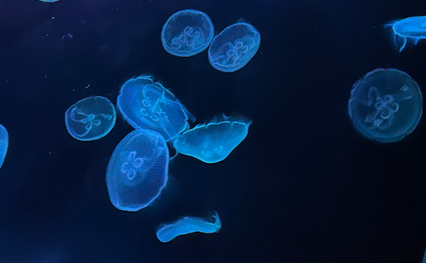 【読書企画】上田薫 人間の生きている授業⑥