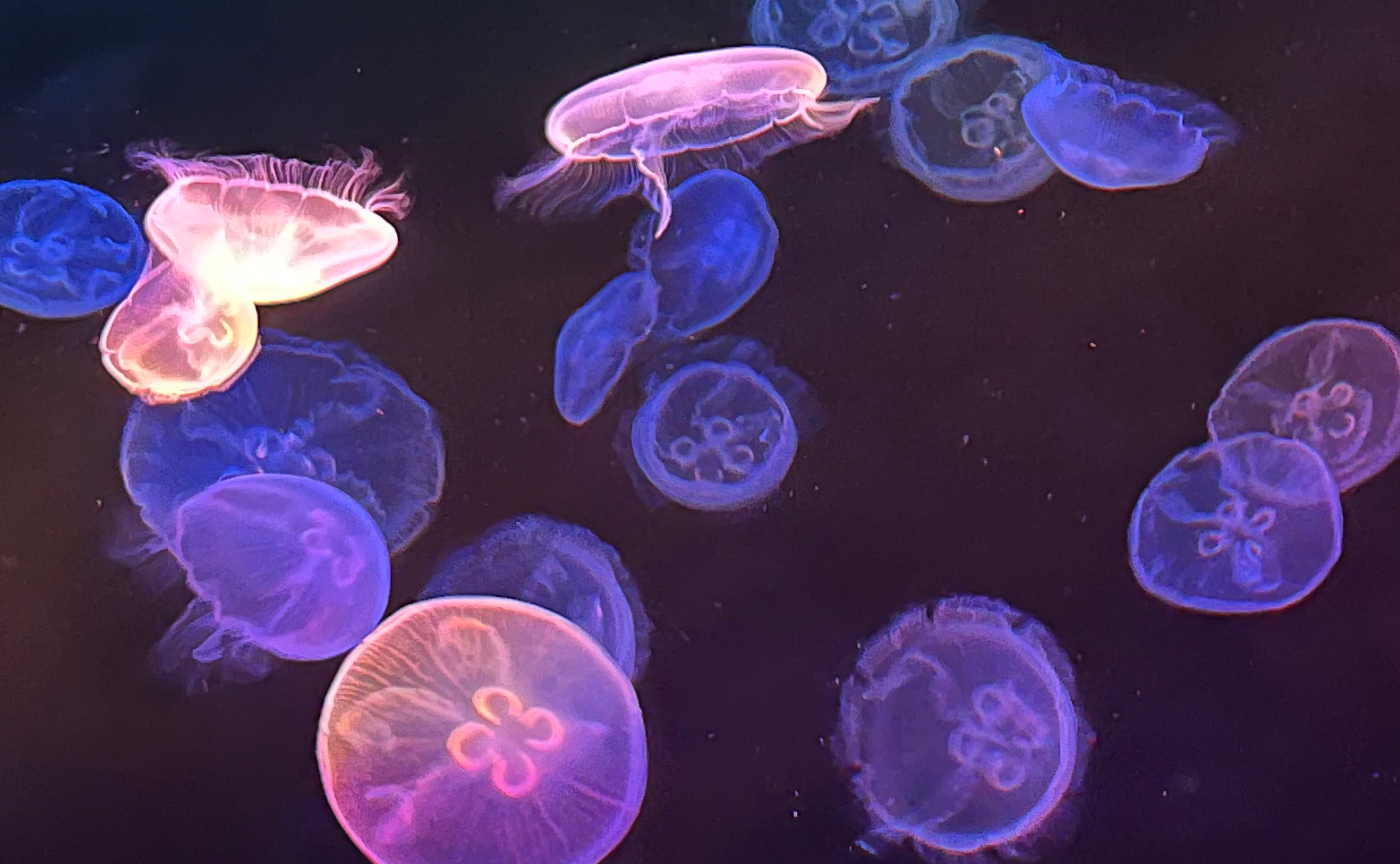 底力を育てる授業【読書企画】上田薫 人間の生きている授業⑦