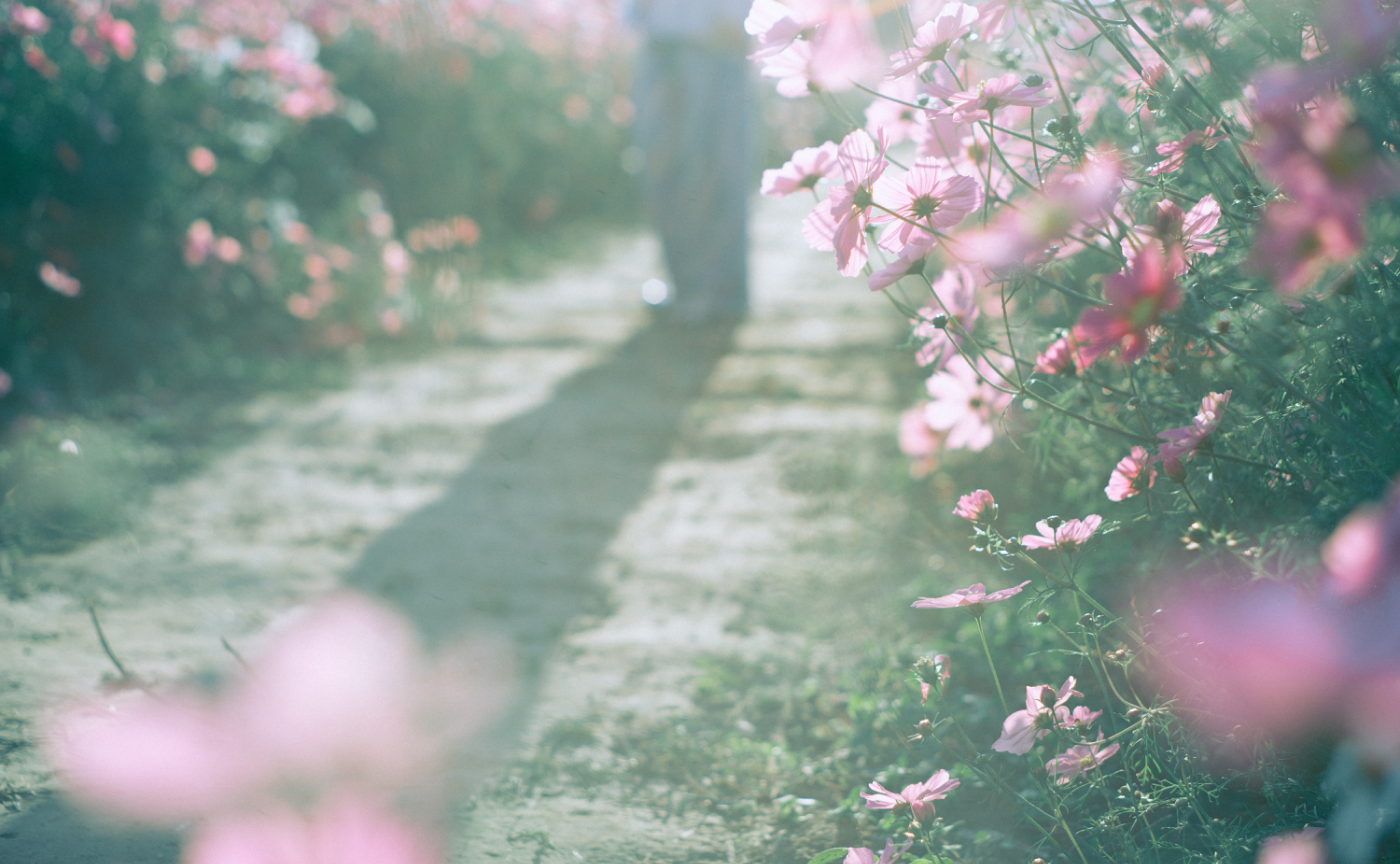 初めてのポートレート撮影会 「コスモス撮影会」