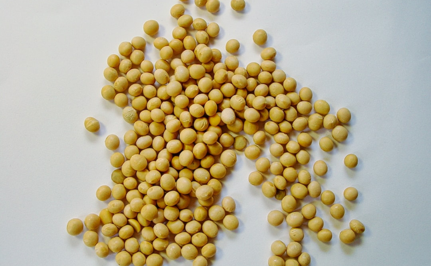 いのちを支える「お豆」のはなし