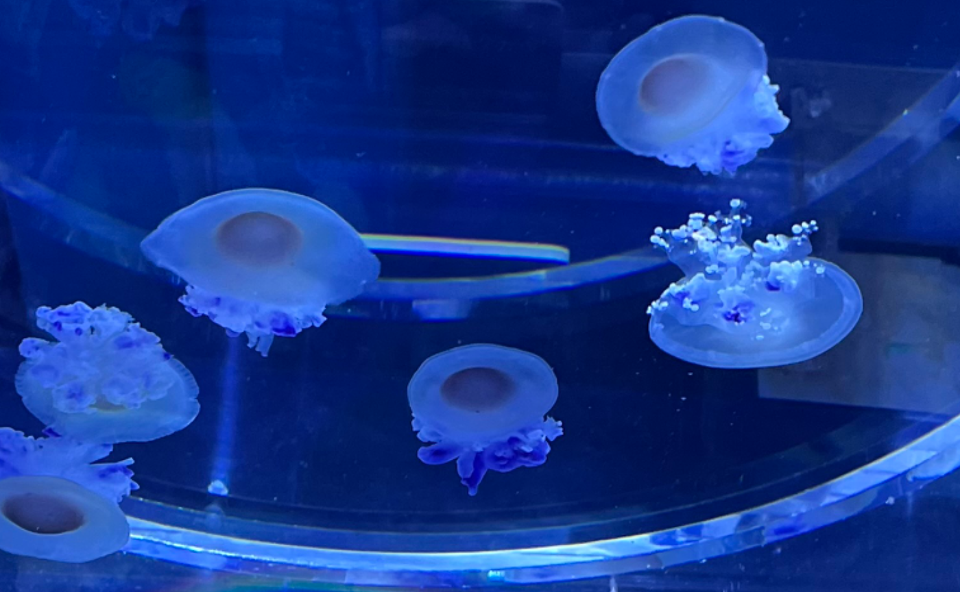 まず"正解"依存を覆滅せよ【読書企画】上田薫　人間の生きている授業⑧