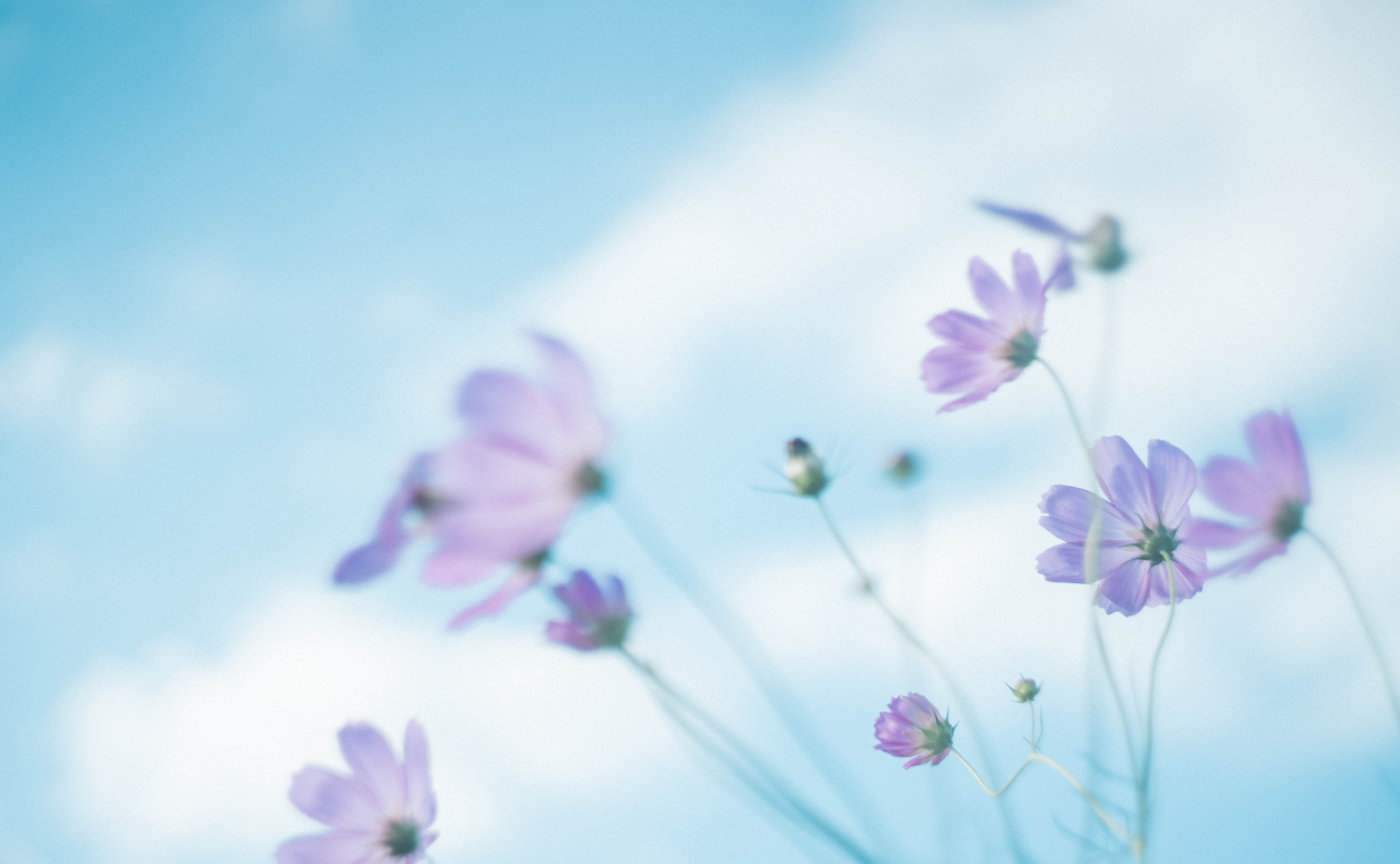 初心者さん向け！camellのカメラ相談会【無料参加】