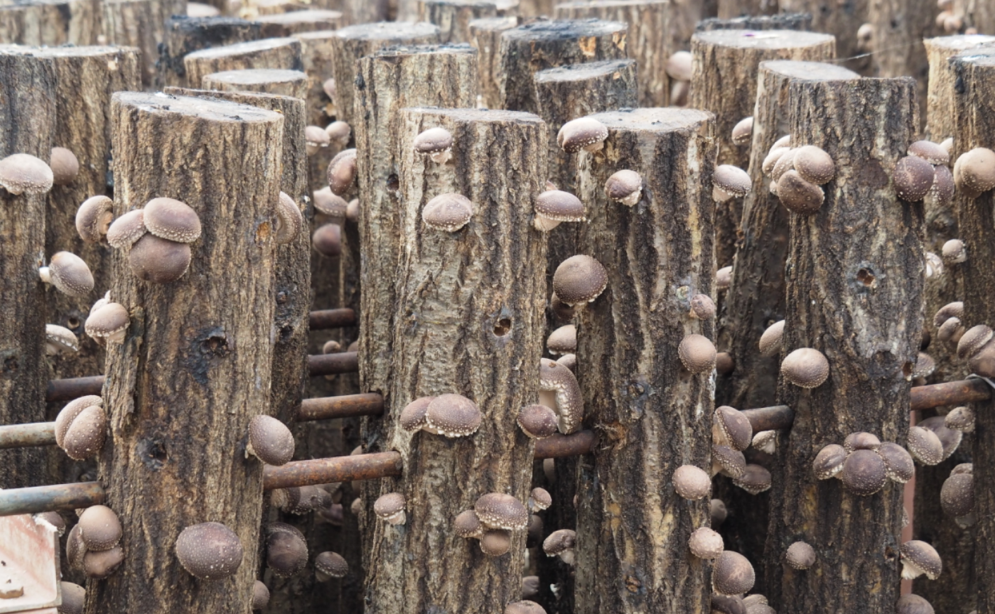 2023.11.27 茨城産地訪問