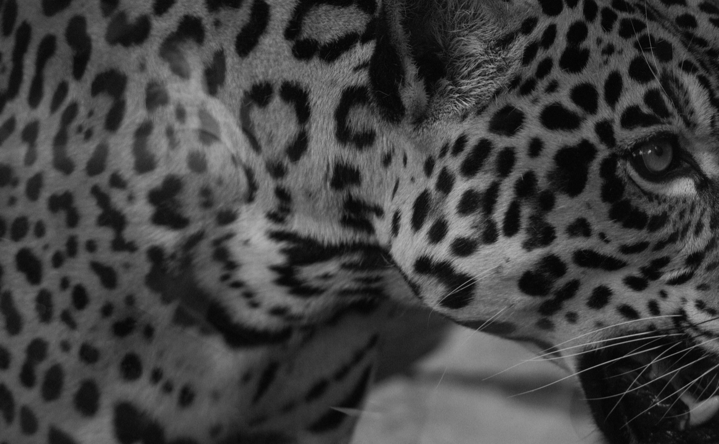 モノクロだけで動物園を撮ってみたら世界が変わった話