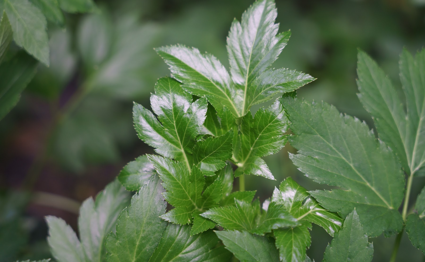 2/3立春の薬草ジャーナリング～芽吹き～