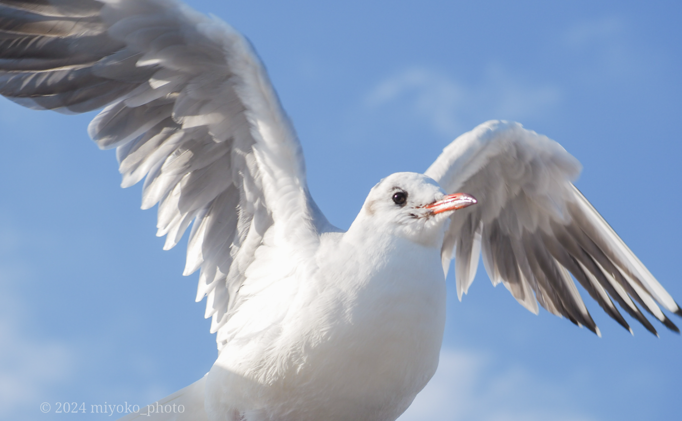 熱海の空を翔けるカモメ