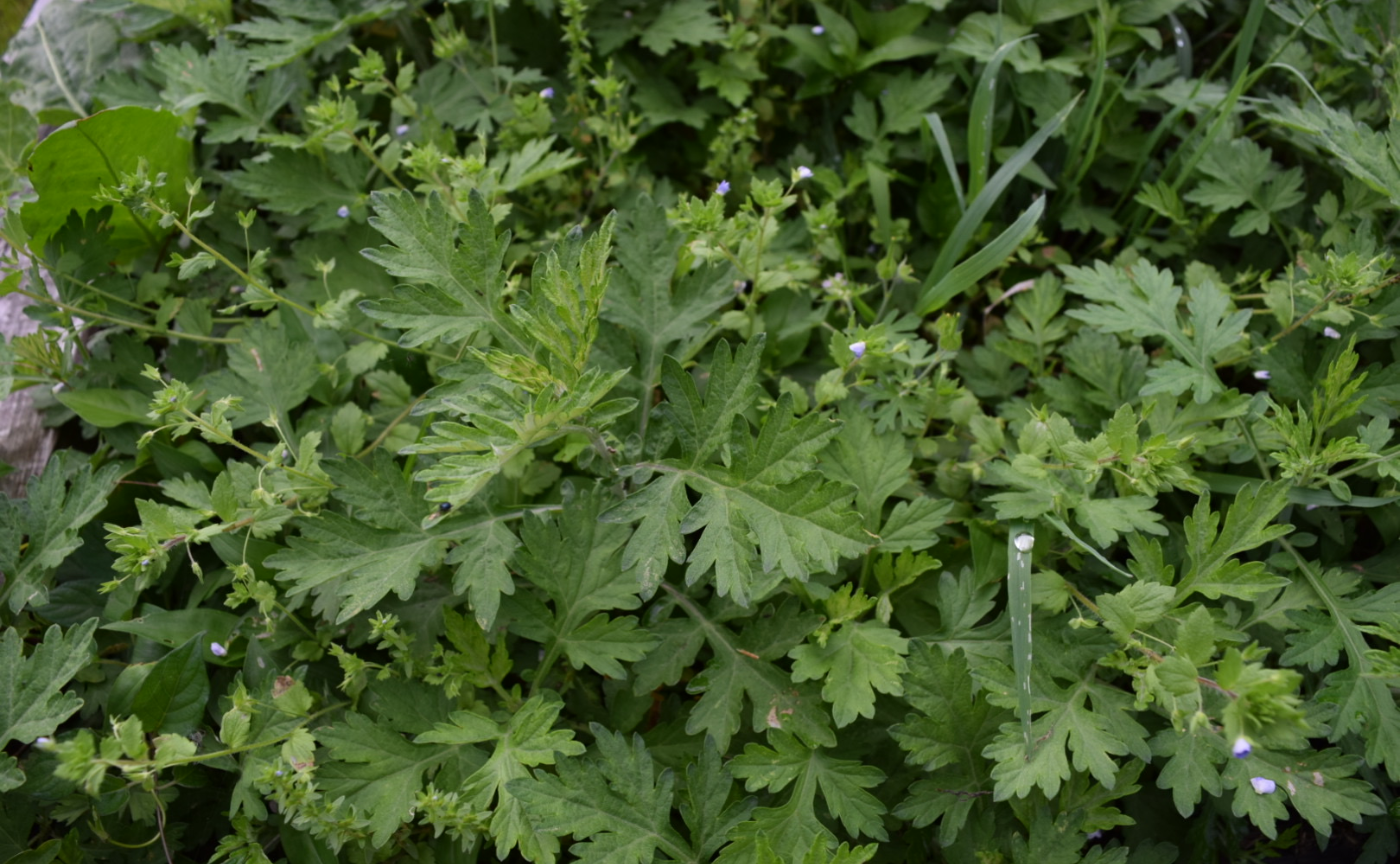 3/21春分の薬草ジャーナリング～緩む～