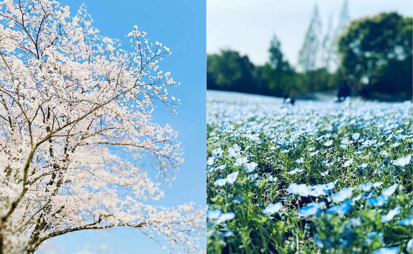 【岐阜】桜とネモフィラ、どっちも楽しめる？！ぎふワールド・ローズガーデンに行こう！