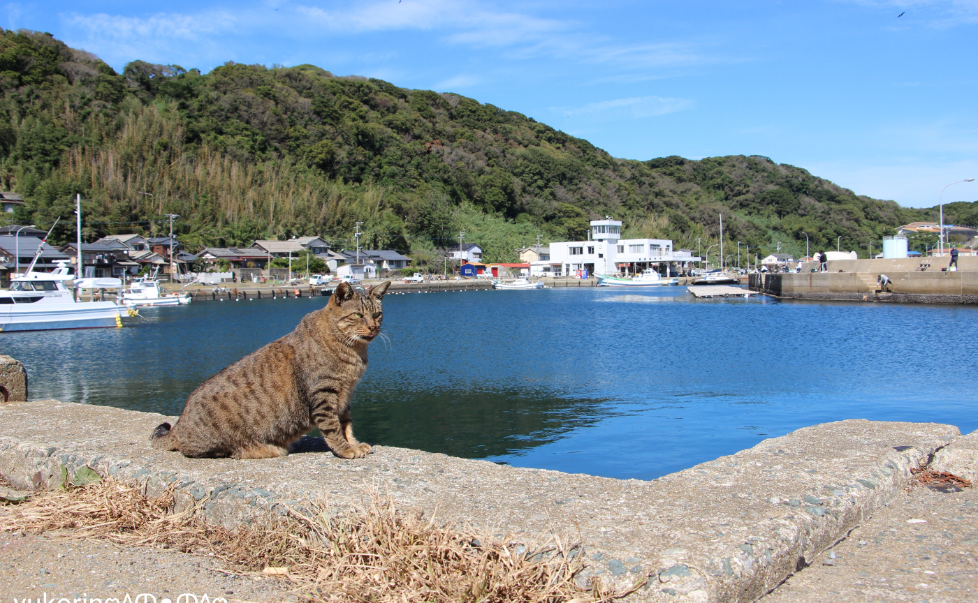 【福岡】猫の住まう島、相島で猫さま撮影会