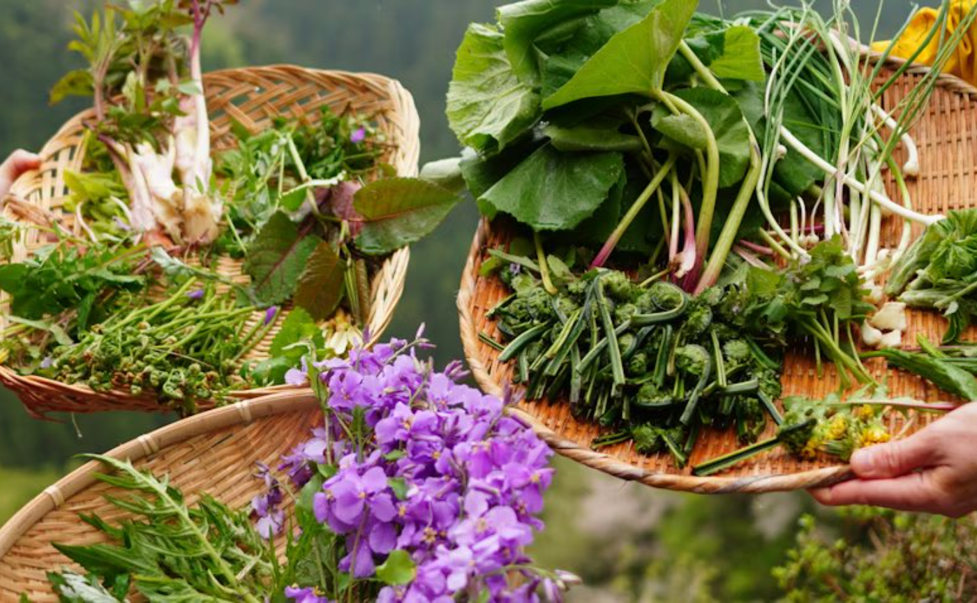 4/5,6【春の親子リトリート】藤野の秘境で原始人体験！〜火おこし、竹食器作り 食べれる山野草つみ体験〜