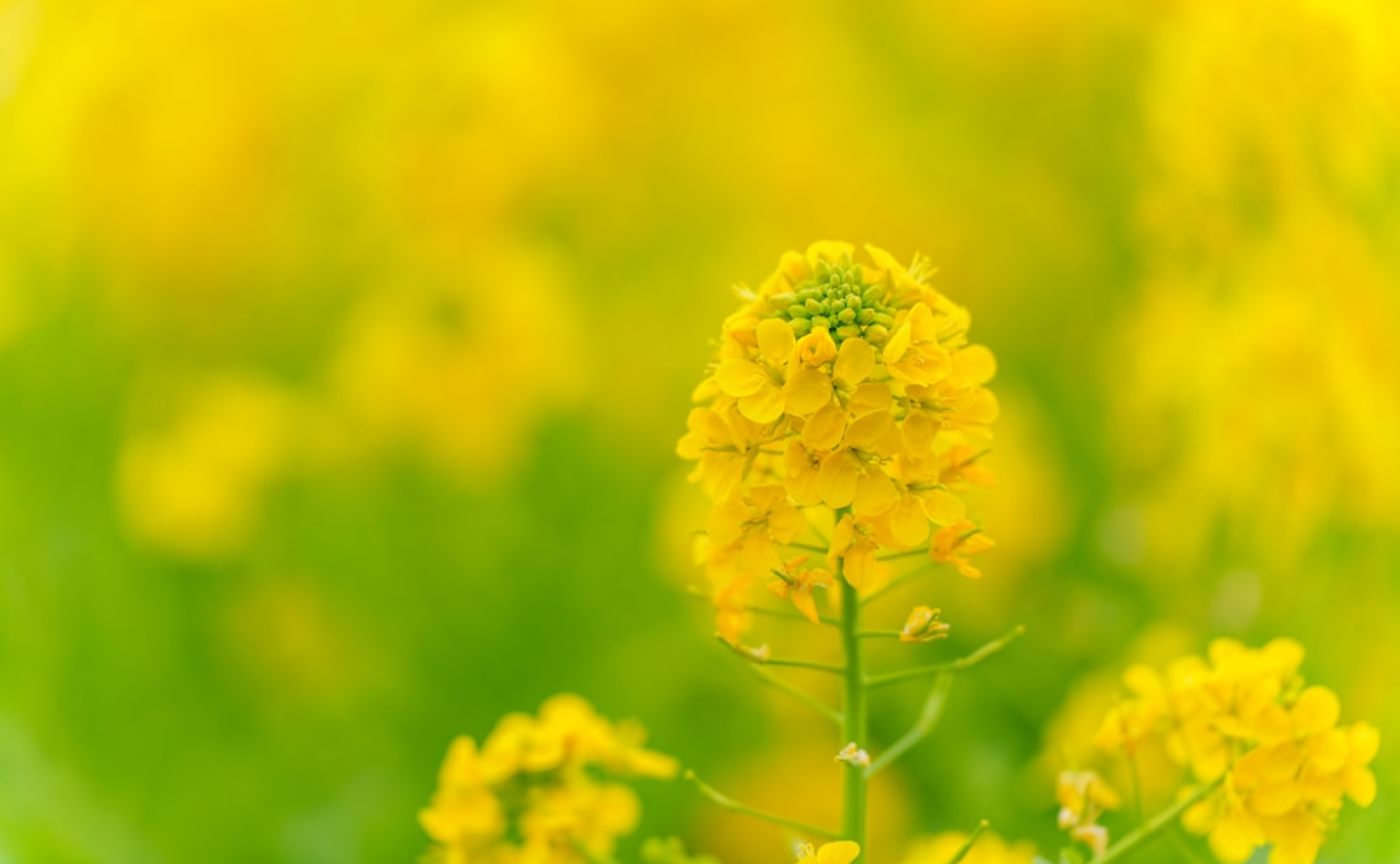 カルぺ・ディエム（carpe diem）という言葉に感銘を受けた。