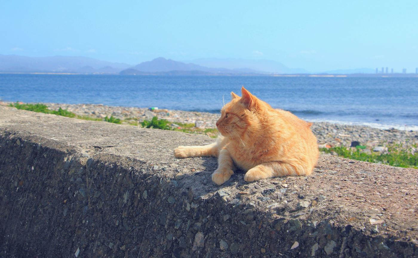 相島で過ごす猫と癒やしの時間。