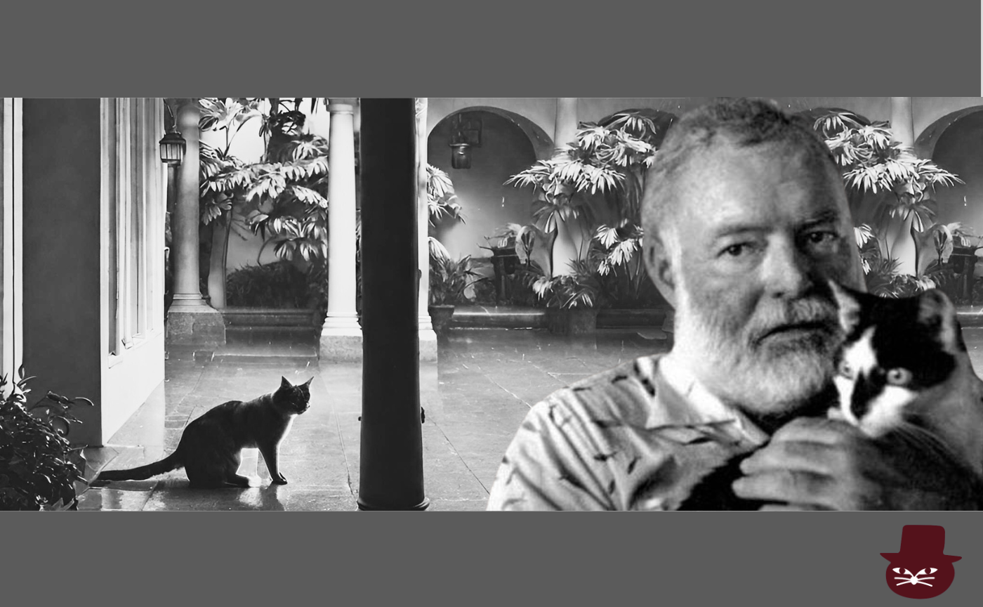 【見学参加可】洋書読書会  Ernest　Hemingway "Cat in the rain" 