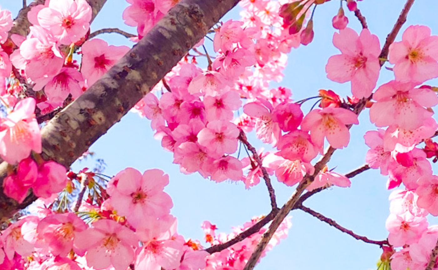 上賀茂神社が大好き