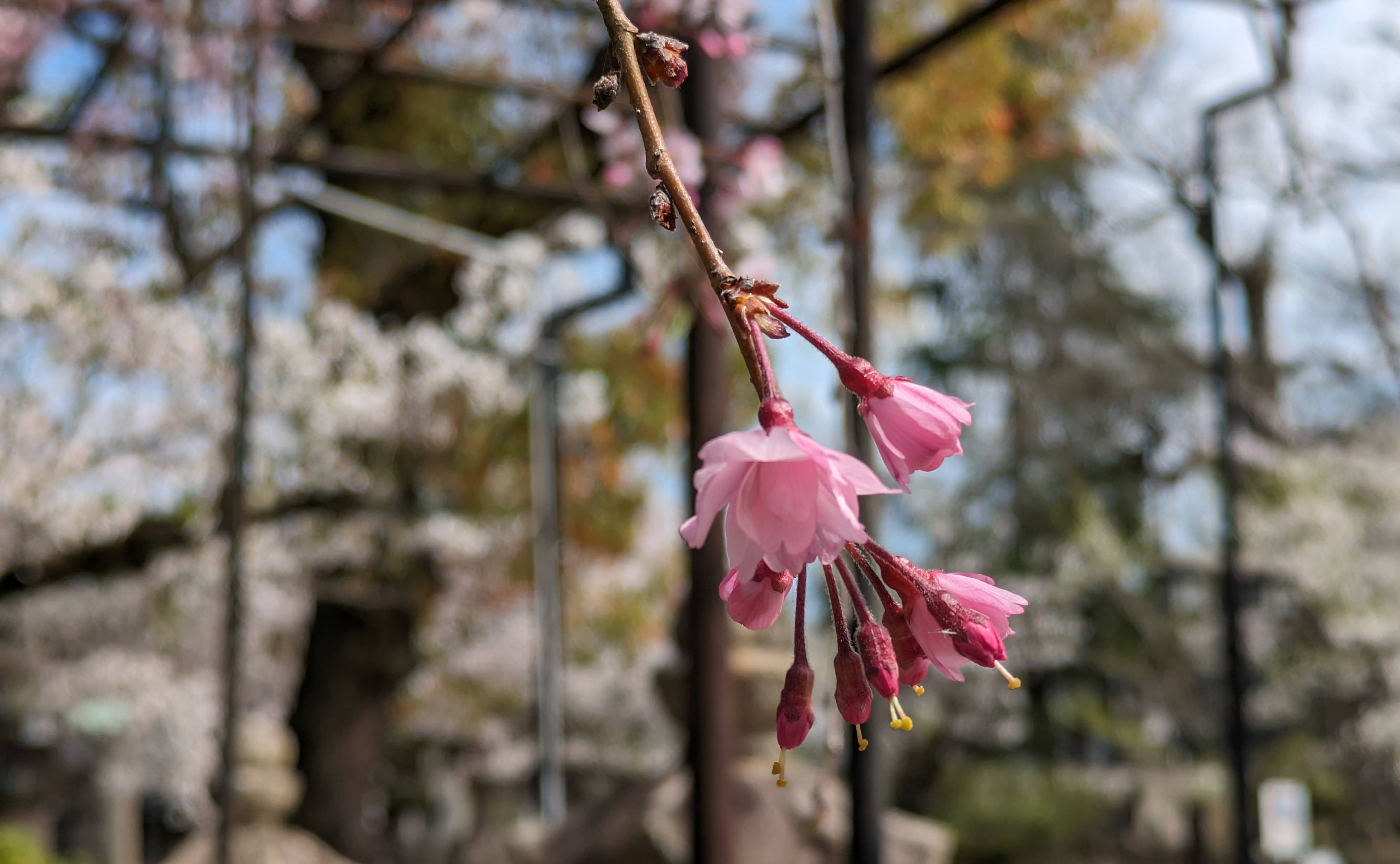 今年の花見は近所の公園で