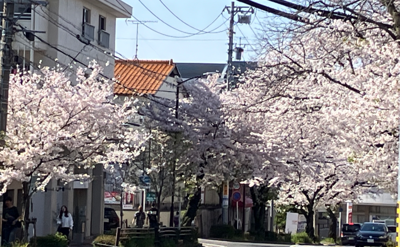 【開催レポ】満開の桜とオフライン名古屋