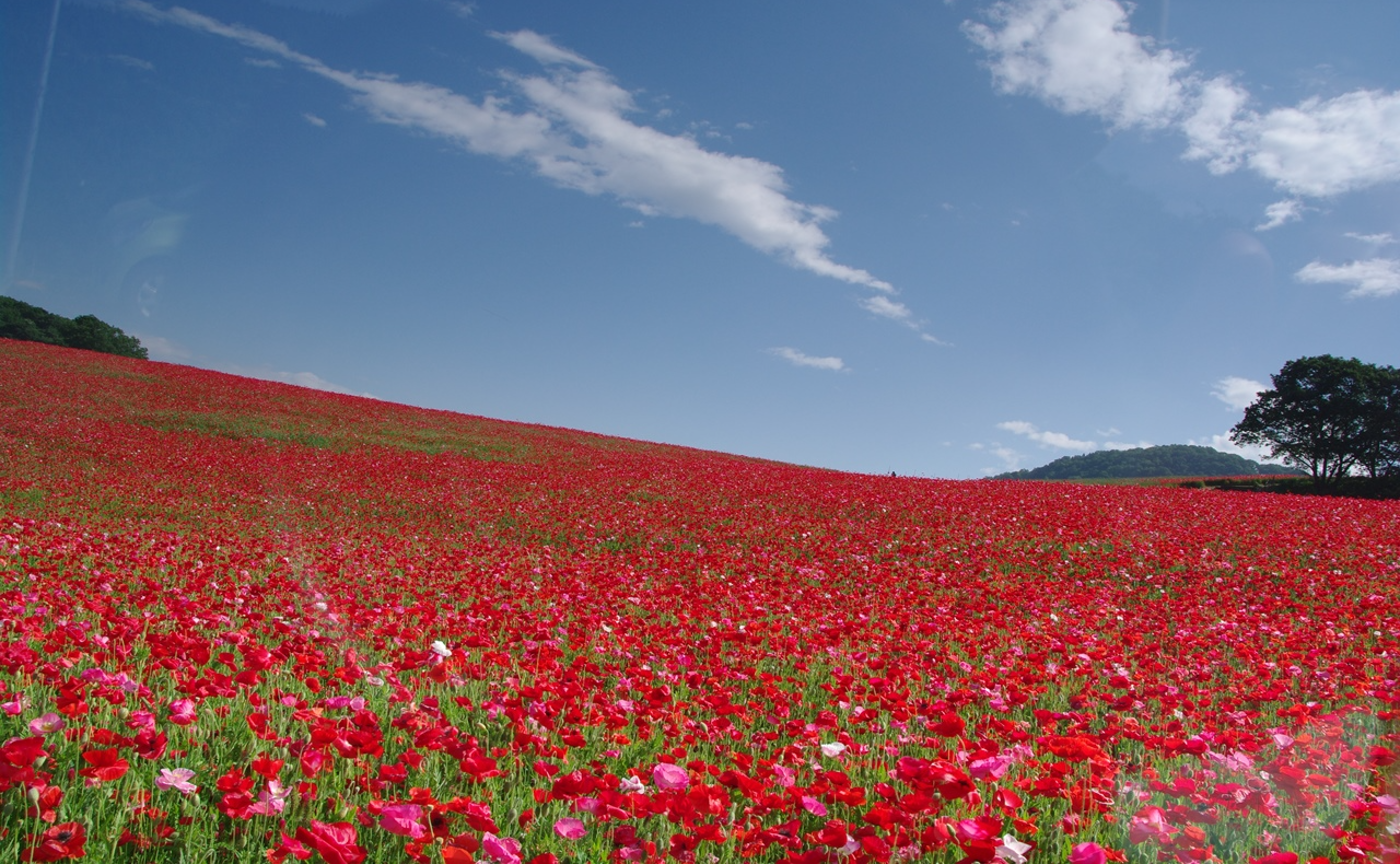 【埼玉】青と赤のコラボレーション！✨ 絶景の「天空のポピー」を見に行こう！