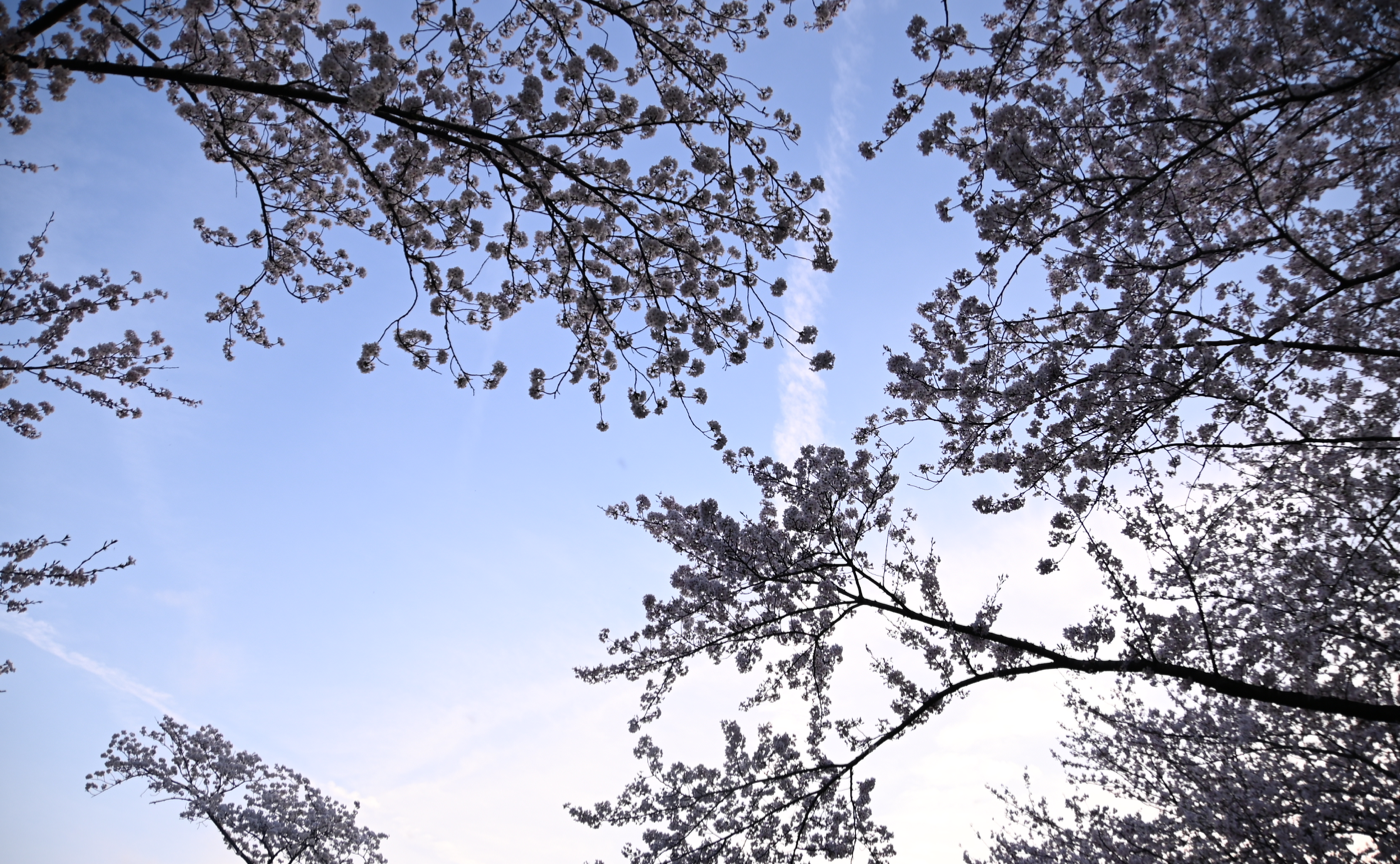 桜探訪 2024 岐阜編