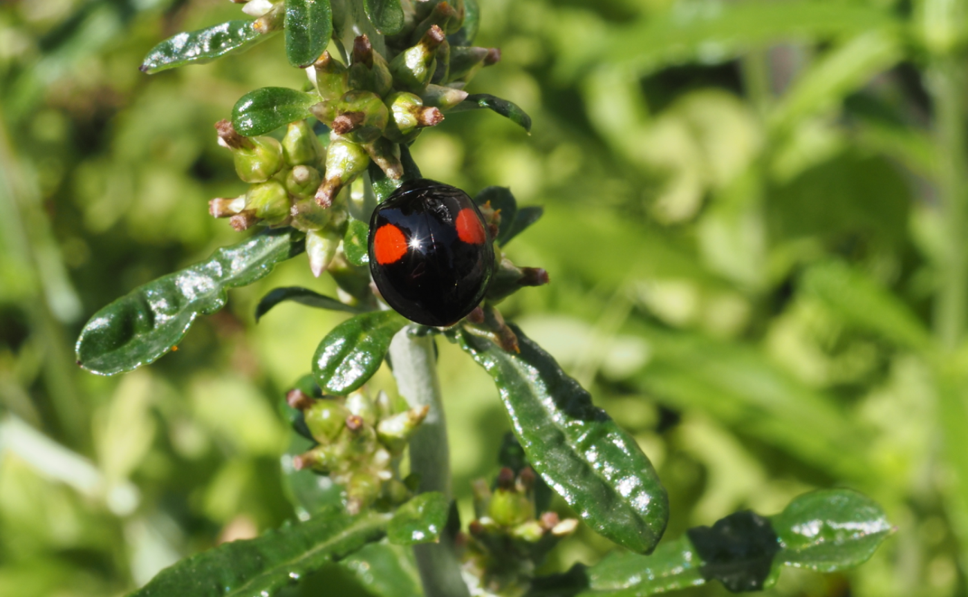 キラキラ⭐︎*･゜ﾟ･*:.｡..｡.:*