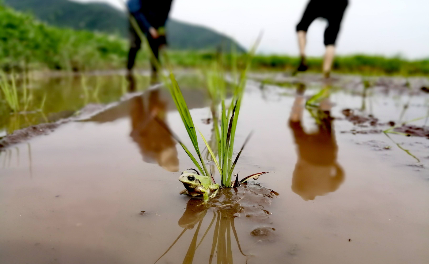 2024お田植イベント主催OKOME CRAFT 小杉厚貴