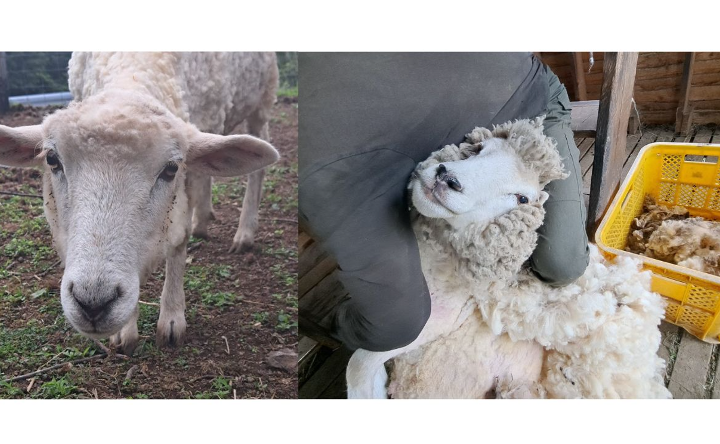 毛を刈ってもらったよ～～！（タラちゃん）２０２４年羊毛刈りの記録です。