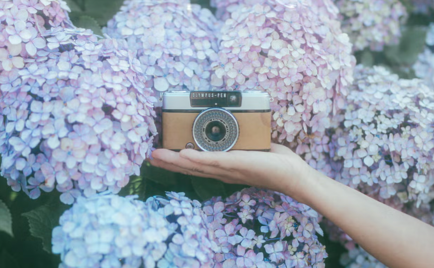 【岡山】吉備津神社の紫陽花を撮りに行こう💠
