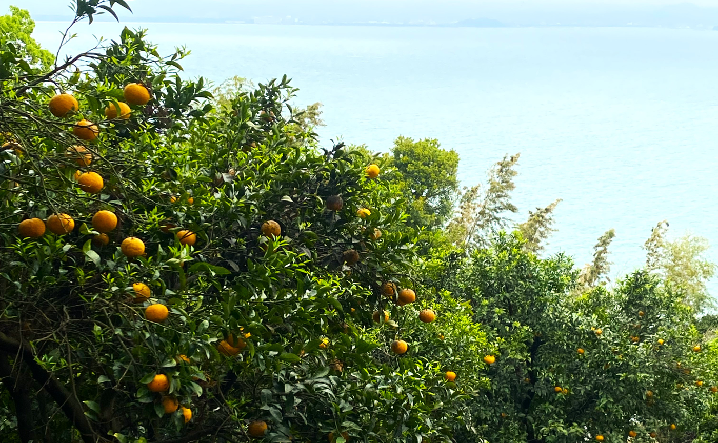 九州｜ITOSHIMA GARDEN ～糸島の新緑と海風にのせて～