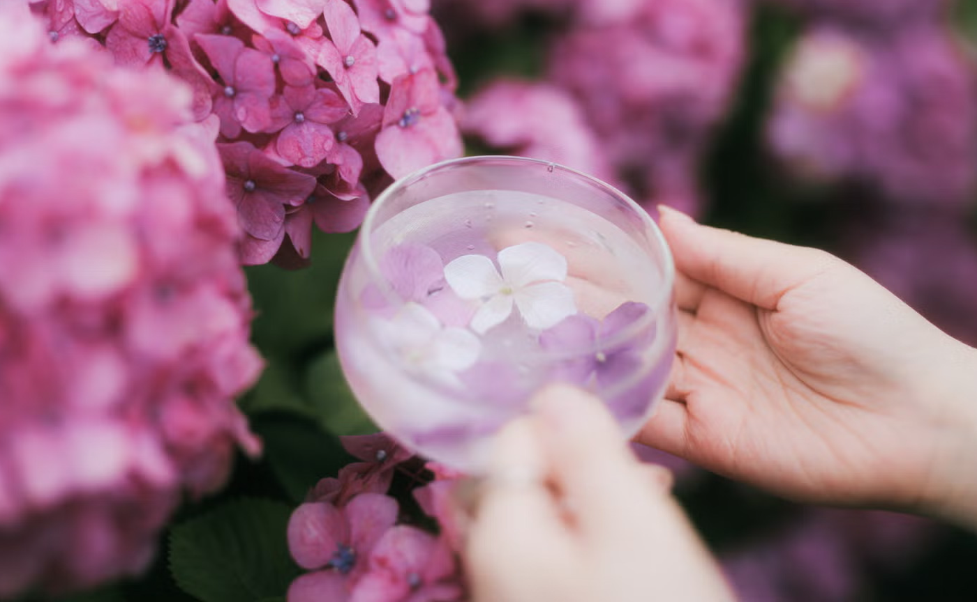 【東京】紫陽花が咲いていることを祈って…、撮りにいきませんか？？