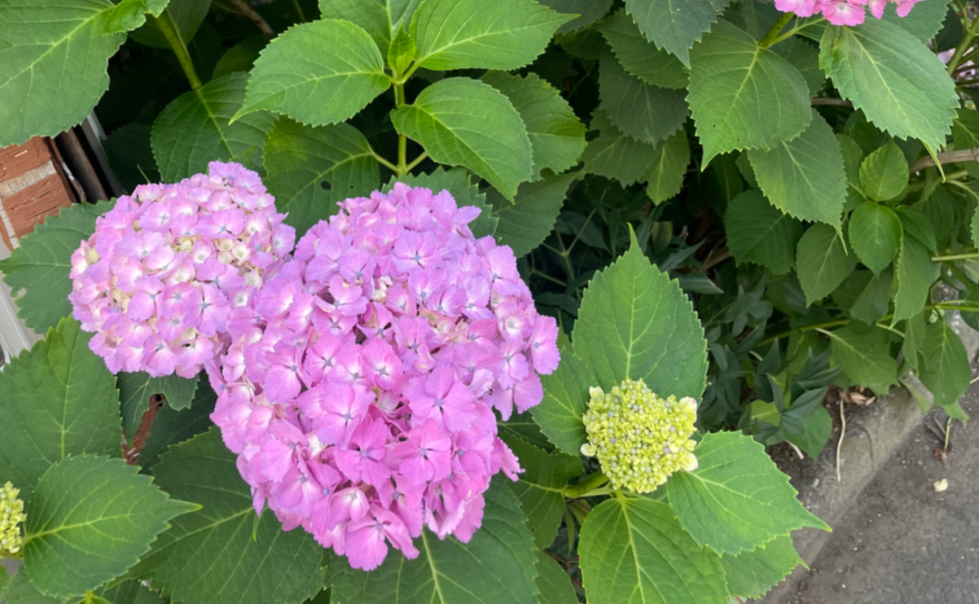 文学の森の木の下で(37)
【想像力を発揮する人、想像力を発揮しない人】