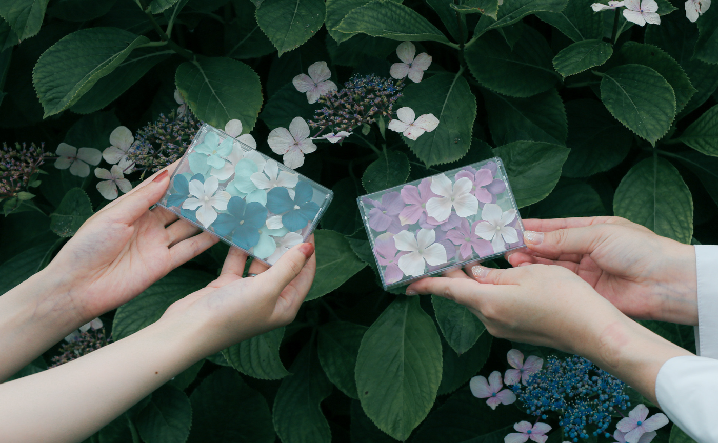 【東京】紫陽花が咲いていることを祈って…、撮りにいきませんか？？平日午前ver.
