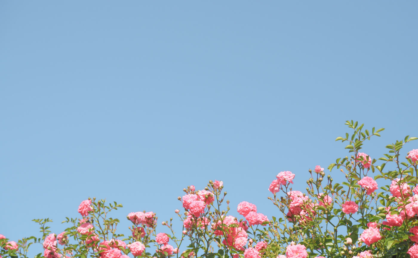 バラの楽園で写真合宿🌹