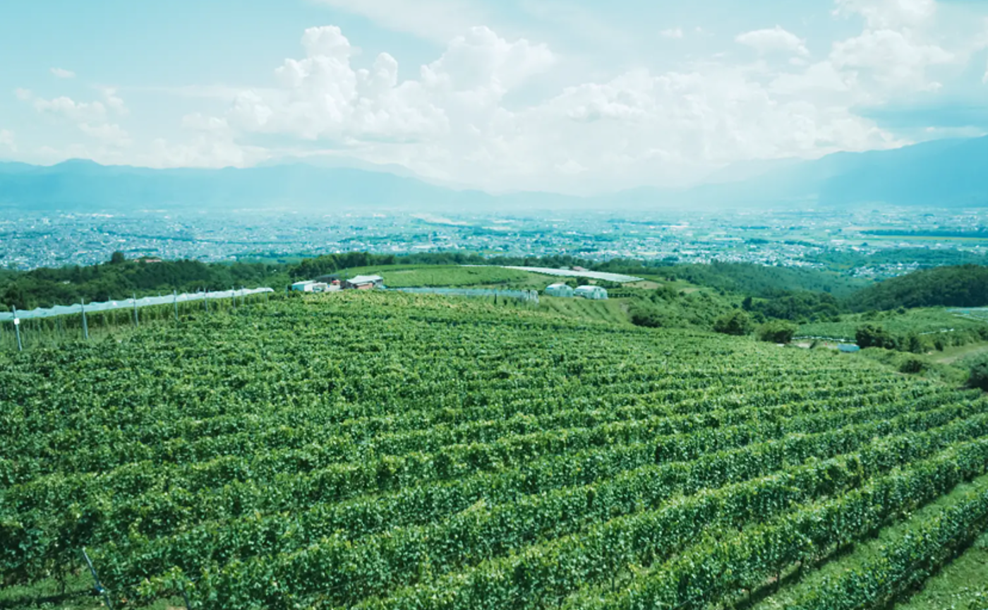 【山梨】絶景のぶどう畑となかなか見れないワイン熟成庫を見学＆おいしいワインも楽しんじゃおう！🍇🥂✨