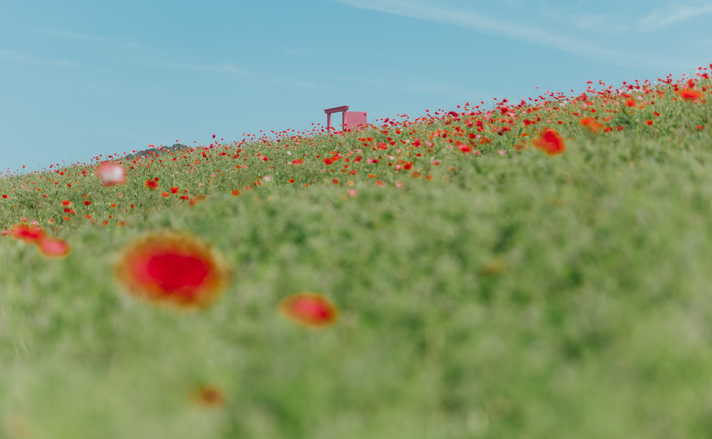 青と赤のコラボレーション！✨ 絶景の「天空のポピー」を見に行こう！レポート