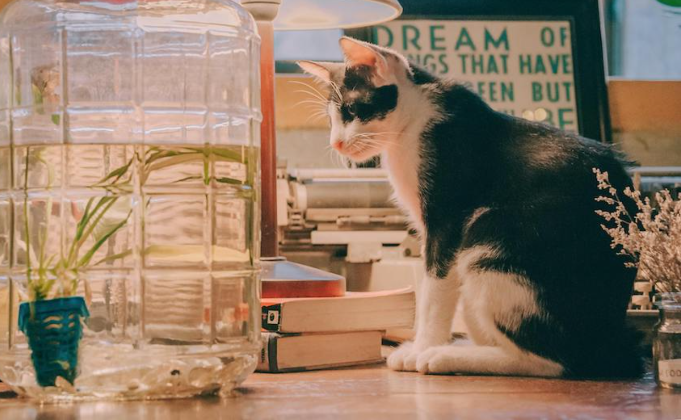 猫町倶楽部【二村組】読書会課題作品一覧