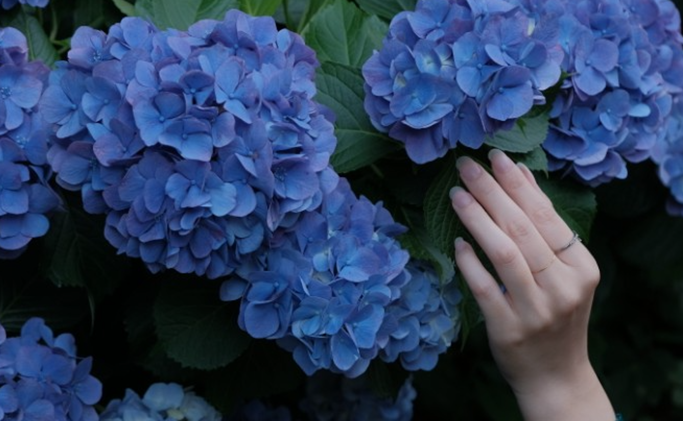 【レポート】都電たび・アジサイ編②