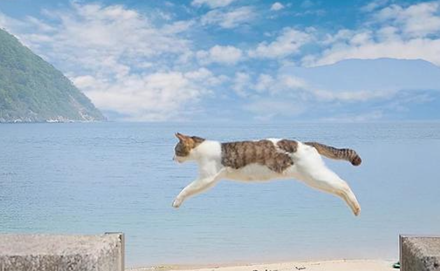 【香川】猫たちに出会える！佐柳島に行きませんか？